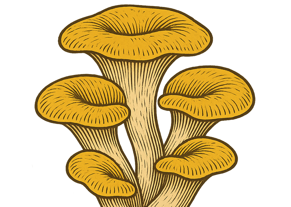 Golden Oyster