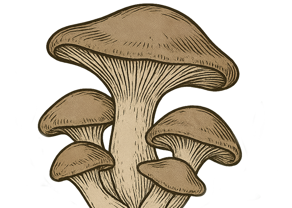 Italian Oyster