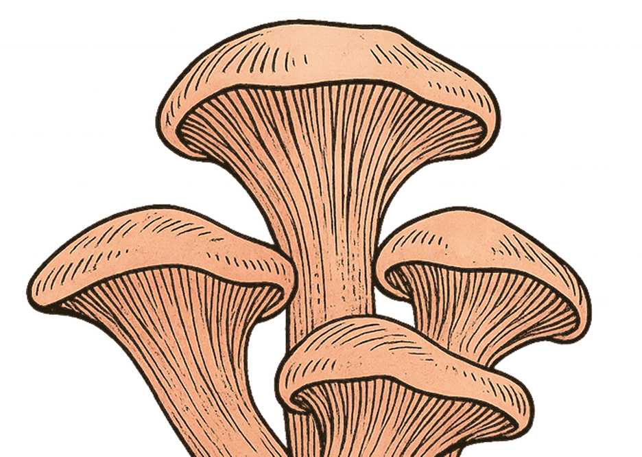 Pink Oyster