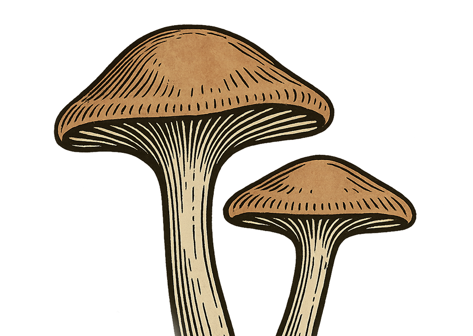 Pioppini