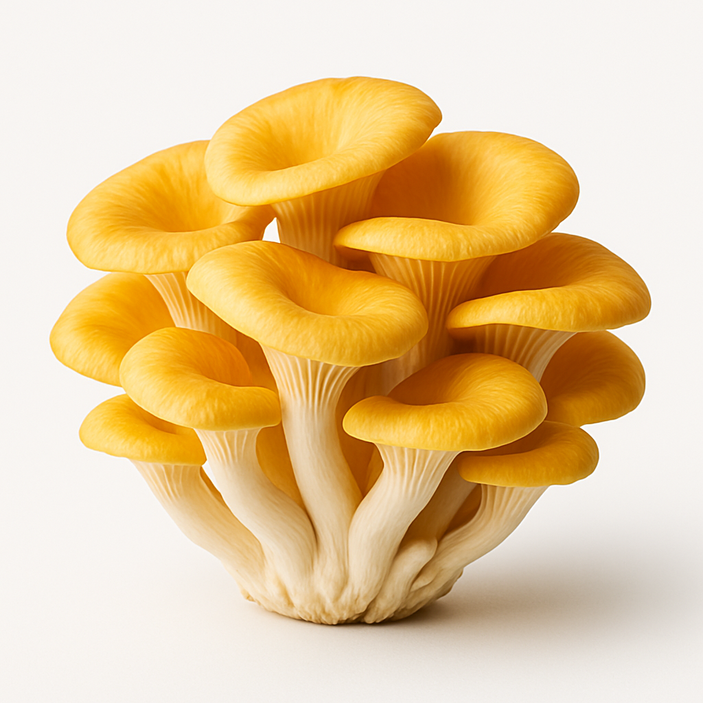 Golden Oyster Mushroom