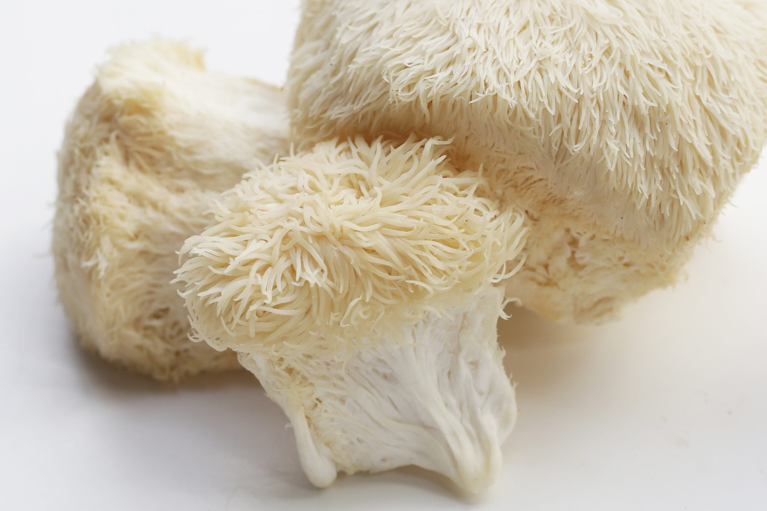 A photo of a Lions Mane Mushroom