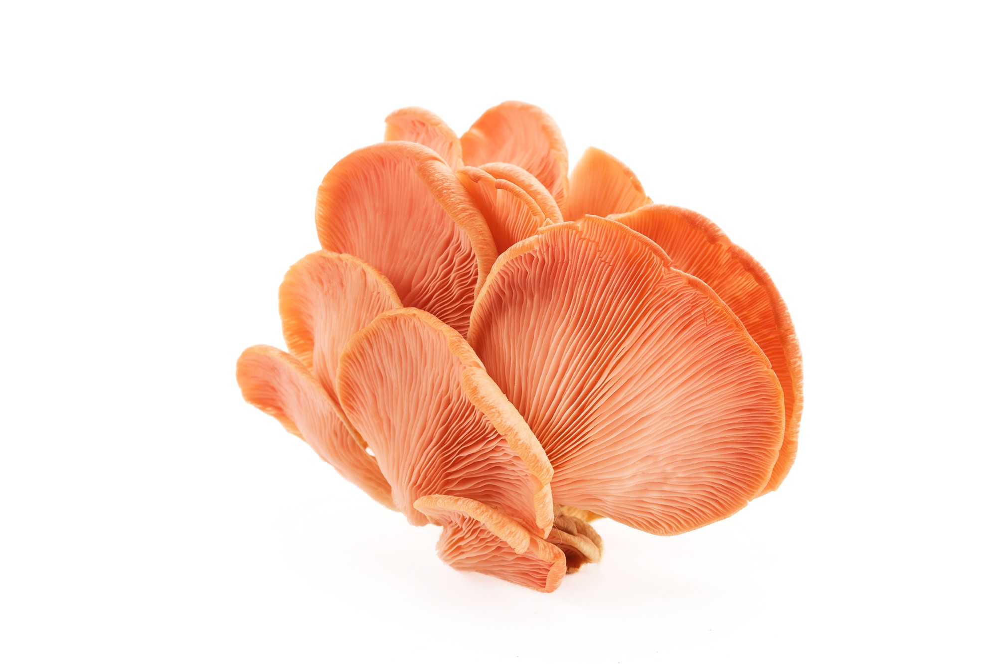 Beautiful Pink Oyster Mushroom on white background