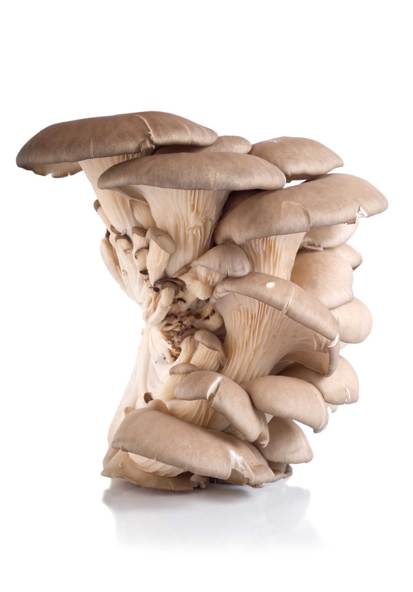Grey Dove Oyster mushroom isolated