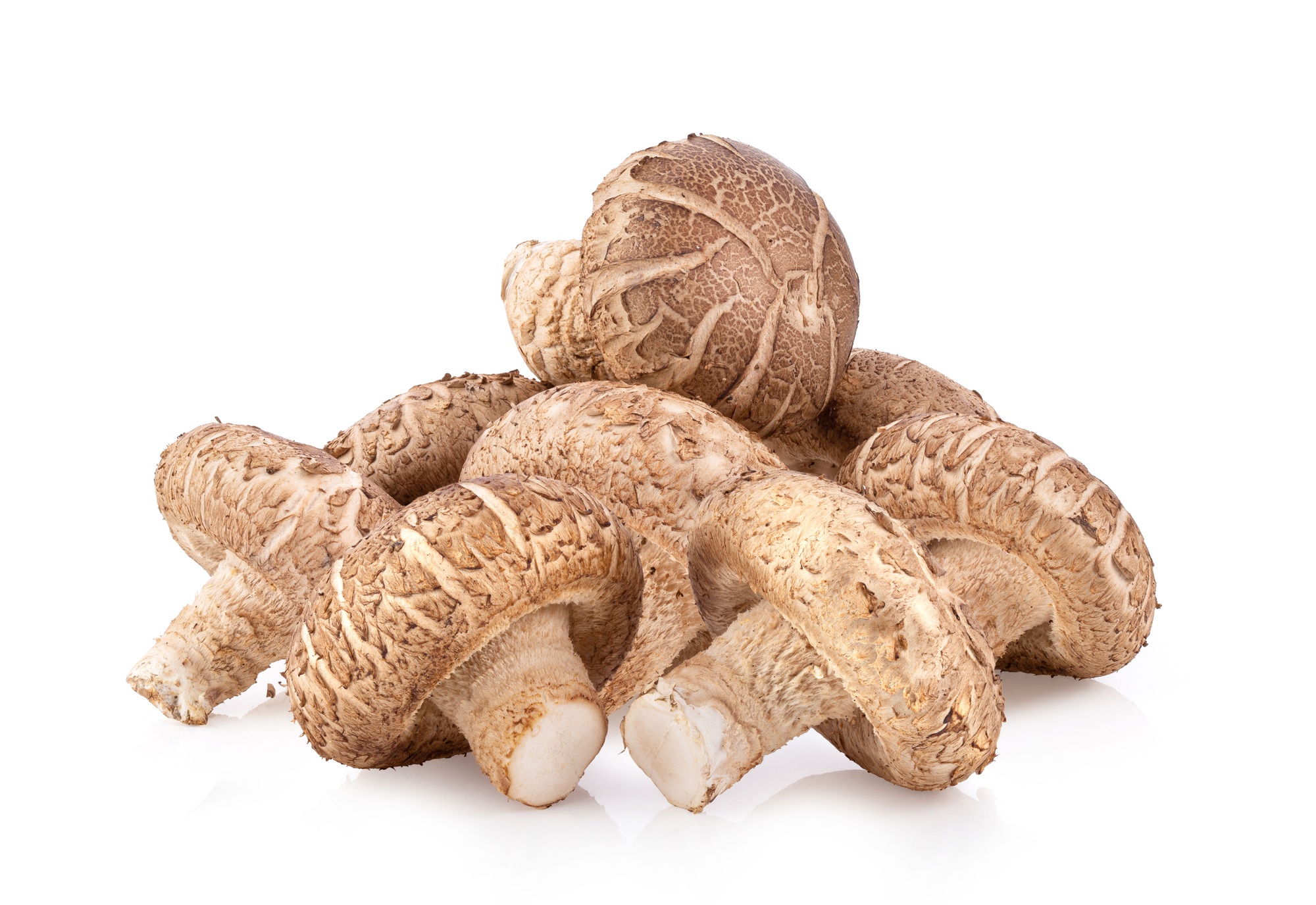 shiitake mushroom isolated on white background full depth of field