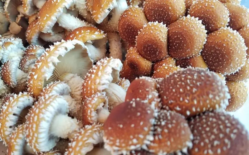 Chestnut Mushrooms