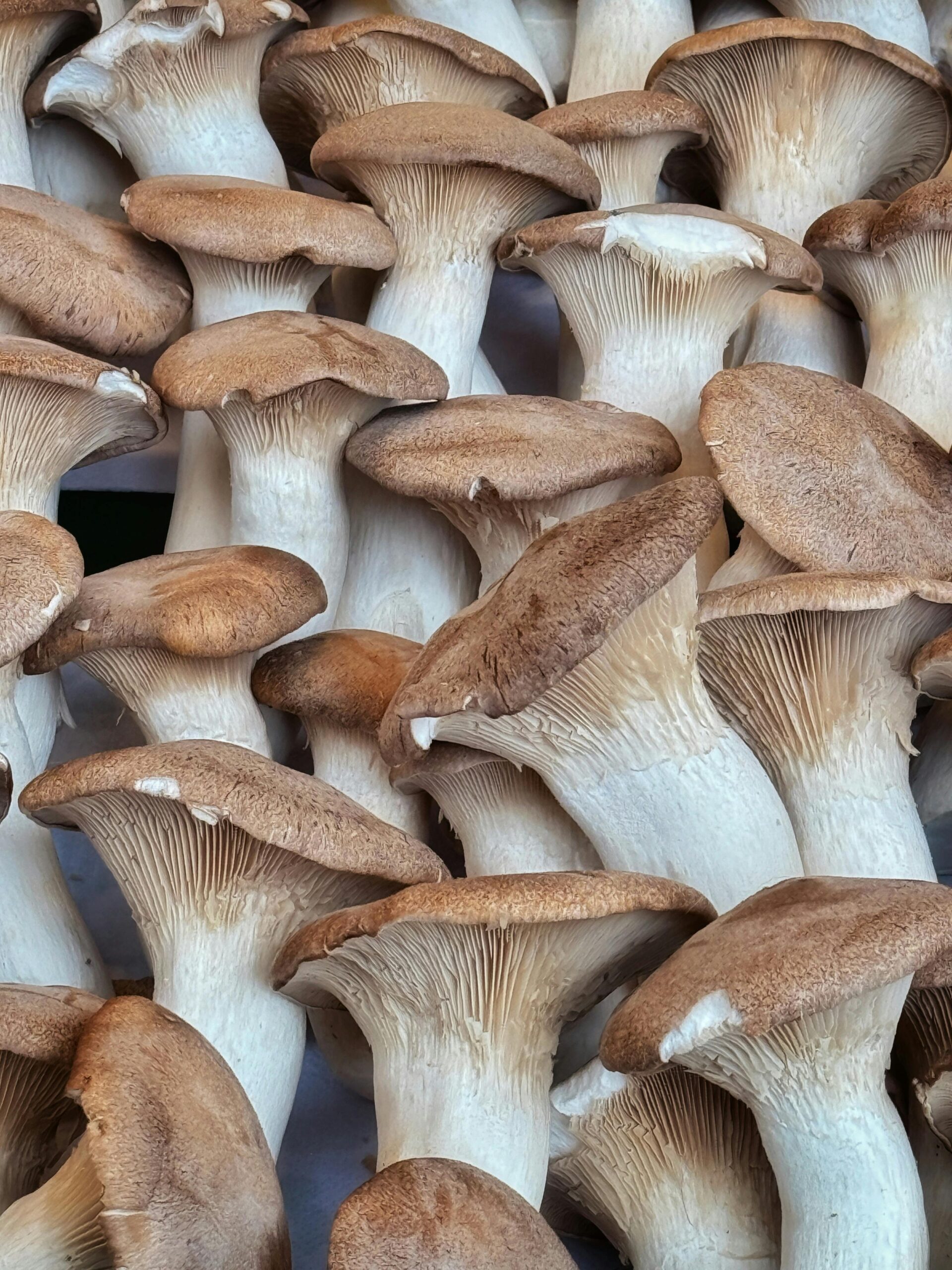 Close-up of fresh King Oyster mushrooms at a Berlin market showcasing natural textures and tones.