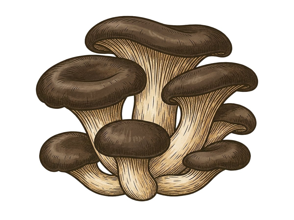 Black Pearl Oyster