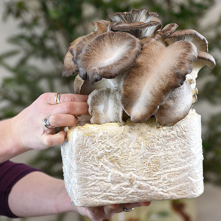 a hand holding a Black Pearl Oyster tabletop grow kit