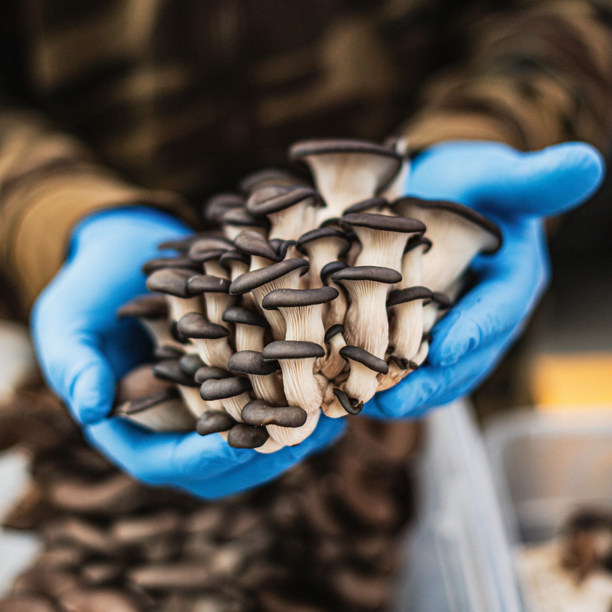 Fresh oyster mushrooms held with gloves, showcasing organic produce at a farmer's market in Morro Bay.
